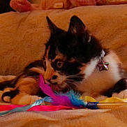 Cricket is registered to the contest to win money with this photo: calico_cat, kitten, toy, feathers, collar, star, pet, animal, cute, playful, feline, indoor, blanket, soft, resting, closeup, focus, colorful, striped, young