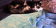 Cricket joined the competition — help win amazing prizes! cat, calico_cat, bed, blanket, bedding, mattress, furniture, indoor, pet, sleepy, curious, fur, resting, cute, animal, cozy, pattern, colorful, hello_kitty, room