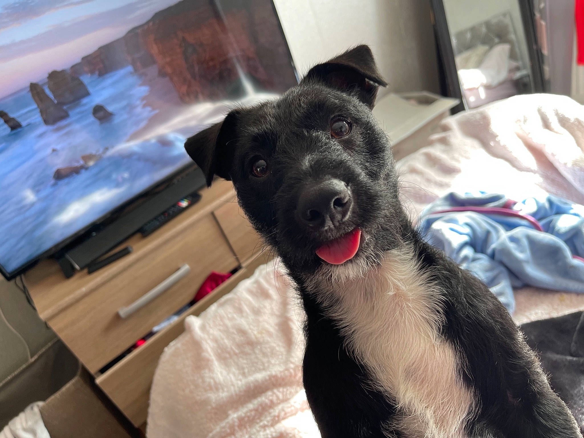 Reggie joined the competition — help win amazing prizes! borador, canidae, carnivore, collar, comfort, companion_dog, dog, dog_breed, ear, fur, guard_dog, non_sporting_group, snout, sporting_group, whiskers, working_animal, working_dog