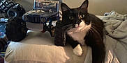 Tilley is registered to the contest to win money with this photo: animal, black_and_white, blanket, cat, closeup, curious, domestic_animal, feline, furniture, home, indoor, monster_truck, paws, pet, relaxing, resting, soft_surface, toy_truck, vehicle_toy, whiskers