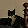 Tilley is registered to the contest to win money with this photo: animal, bed, bedspread, black_and_white, cat, companion, curious, cute, domestic_cat, ears, eyes, feline, fur, indoor, mammal, pet, resting, tuxedo_cat, whiskers, wooden_bedpost
