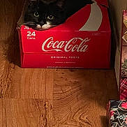 Tilley is registered to the contest to win money with this photo: animal, black_and_white, cardboard_box, cat, coca_cola_box, cozy, curious, cute, eyes, feline, gift_wrap, holiday, home, indoor, peeking, pets, playful, relaxed, whiskers, wood_floor