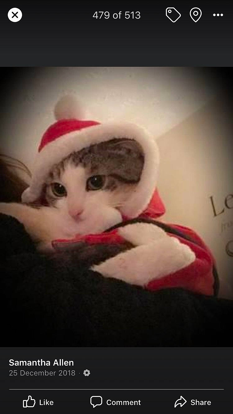 Tig joined the competition — help win amazing prizes! carmine, carnivore, cat, comfort, felidae, font, formal_wear, fur, hat, head, love, magenta, paw, photo_caption, picture_frame, room, small_to_medium_sized_cats, tail, tree, whiskers