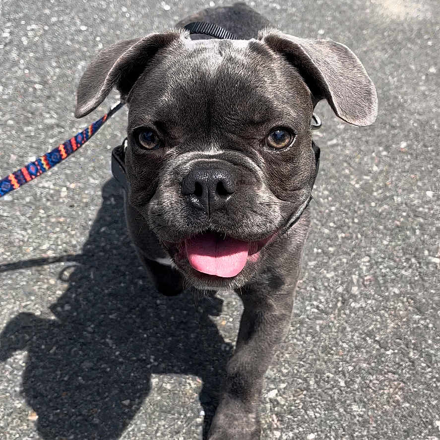 Buoy joined the competition — help win amazing prizes! accessories, animal, bodypart, boxer, bulldog, canine, dog, frenchbulldog, hound, leash, mouth, person, pet, pitbull, pug, puppy, road, strap, tarmac, tongue