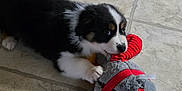 Ollie is registered to the contest to win money with this photo: puppy, dog, toy, playing, floor, tile_floor, carpet, indoor, cute, fluffy, black_and_white, animal, pet, wooden_chair, home, playful, young_dog, fur, small, curious