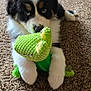 Ollie joined the competition — help win amazing prizes! puppy, dog, toy, plush, green, carpet, indoor, cute, pet, animal, black_and_white, fur, playful, young, paw, looking_up, background, soft_toy, texture, colorful