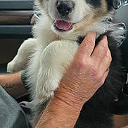 Ollie joined the competition — help win amazing prizes! puppy, dog, animal, pet, cute, fluffy, black_and_white, tongue_out, person, hand, car_interior, seat, window, nature_outside, close_up, portrait, happy, friendly, cuddly, domestic_animal