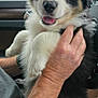 puppy, dog, animal, pet, cute, fluffy, black_and_white, tongue_out, person, hand, car_interior, seat, window, nature_outside, close_up, portrait, happy, friendly, cuddly, domestic_animal