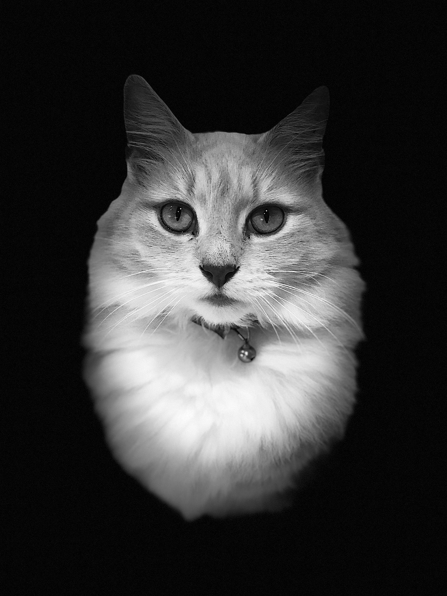 Blondie is registered to the contest to win money with this photo: carnivore, cat, darkness, domestic_short_haired_cat, felidae, fur, illustration, monochrome, monochrome_photography, paw, small_to_medium_sized_cats, snout, still_life_photography, symmetry, tail, terrestrial_animal, whiskers, window
