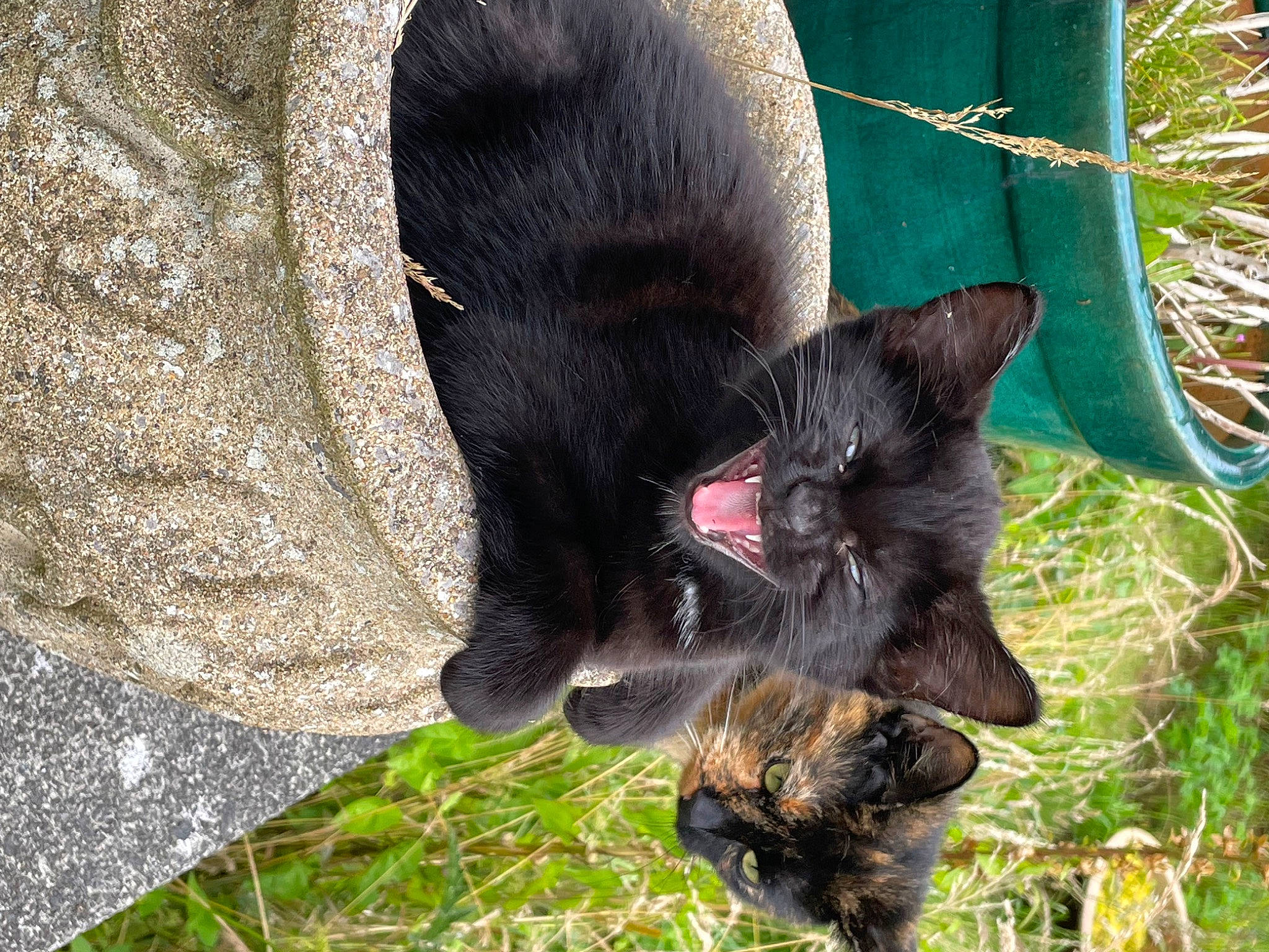 Kitty joined the competition — help win amazing prizes! black_cat, bombay, canidae, carnivore, cat, claw, dog_breed, domestic_short_haired_cat, felidae, fur, grass, plant, small_to_medium_sized_cats, snout, sporting_group, tail, terrestrial_animal, whiskers