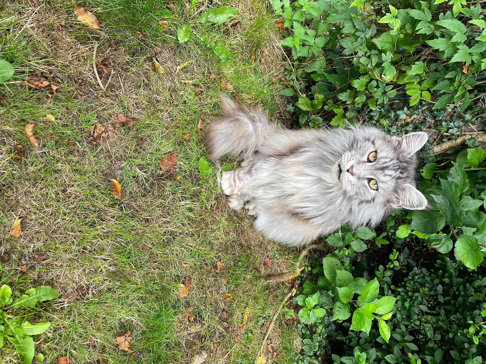 Kiazer joined the competition — help win amazing prizes! carnivore, cat, fawn, felidae, fur, grass, groundcover, herb, plant, small_to_medium_sized_cats, soil, subshrub, tail, terrestrial_animal, whiskers, wildlife