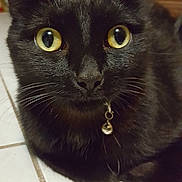 Canaillou participe au concours pour gagner de l'argent avec cette photo : cat, black_cat, pet, animal, close_up, yellow_eyes, collar, bell, indoor, floor, tile_floor, whiskers, fur, portrait, curious, domestic_cat, feline, looking, face, ears
