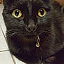 cat, black_cat, pet, animal, close_up, yellow_eyes, collar, bell, indoor, floor, tile_floor, whiskers, fur, portrait, curious, domestic_cat, feline, looking, face, ears