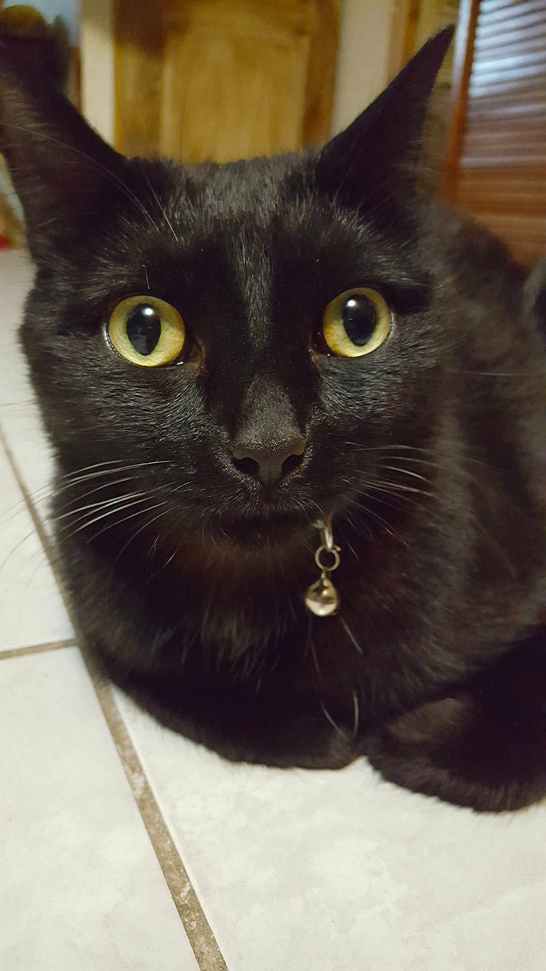 Canaillou participe au concours pour gagner de l'argent avec cette photo : cat, black_cat, pet, animal, close_up, yellow_eyes, collar, bell, indoor, floor, tile_floor, whiskers, fur, portrait, curious, domestic_cat, feline, looking, face, ears
