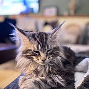 Alya participe au concours pour gagner de l'argent avec cette photo : cat, maine_coon, fluffy, sleepy, pet, indoor, couch, fur, relaxed, cozy, home, animal, whiskers, ears, tabby, soft_focus, closeup, resting, mammal, domestic
