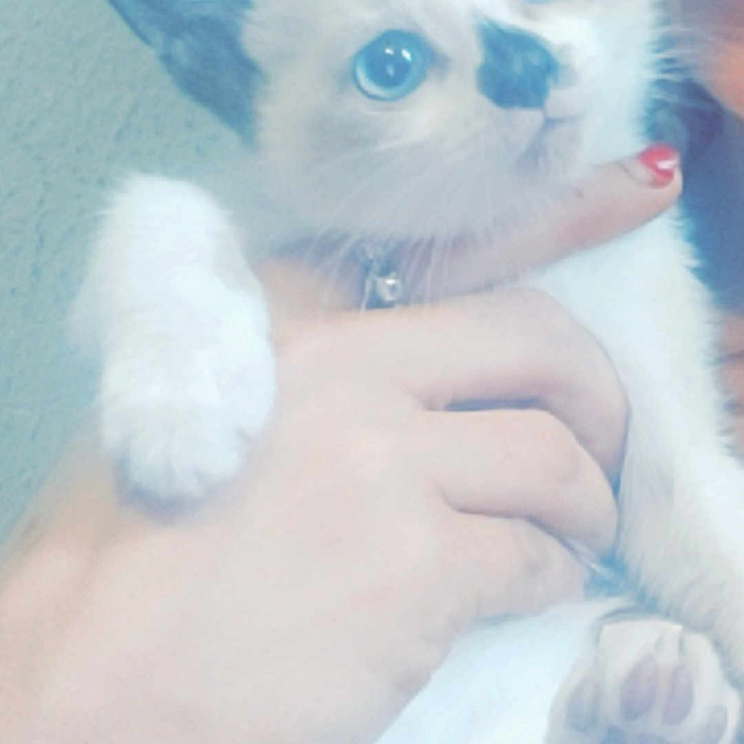 Nala is registered to the contest to win money with this photo: animal, black_markings, blue_eyes, cat, close_up, collar, cute, furry, hand, holding, indoor, kitten, nail_polish, paw, person, pet, portrait, soft_light, white_fur, young