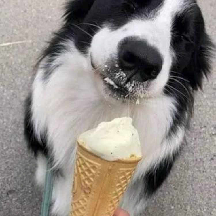 Yasha a rejoint le concours — aidez-le/la à gagner de superbes lots ! animal, black_and_white, canine, close_up, cone, cute, dog, enjoyment, food, hand, happy, ice_cream, leash, outdoor, pavement, pet, smiling, snack, summer, treat
