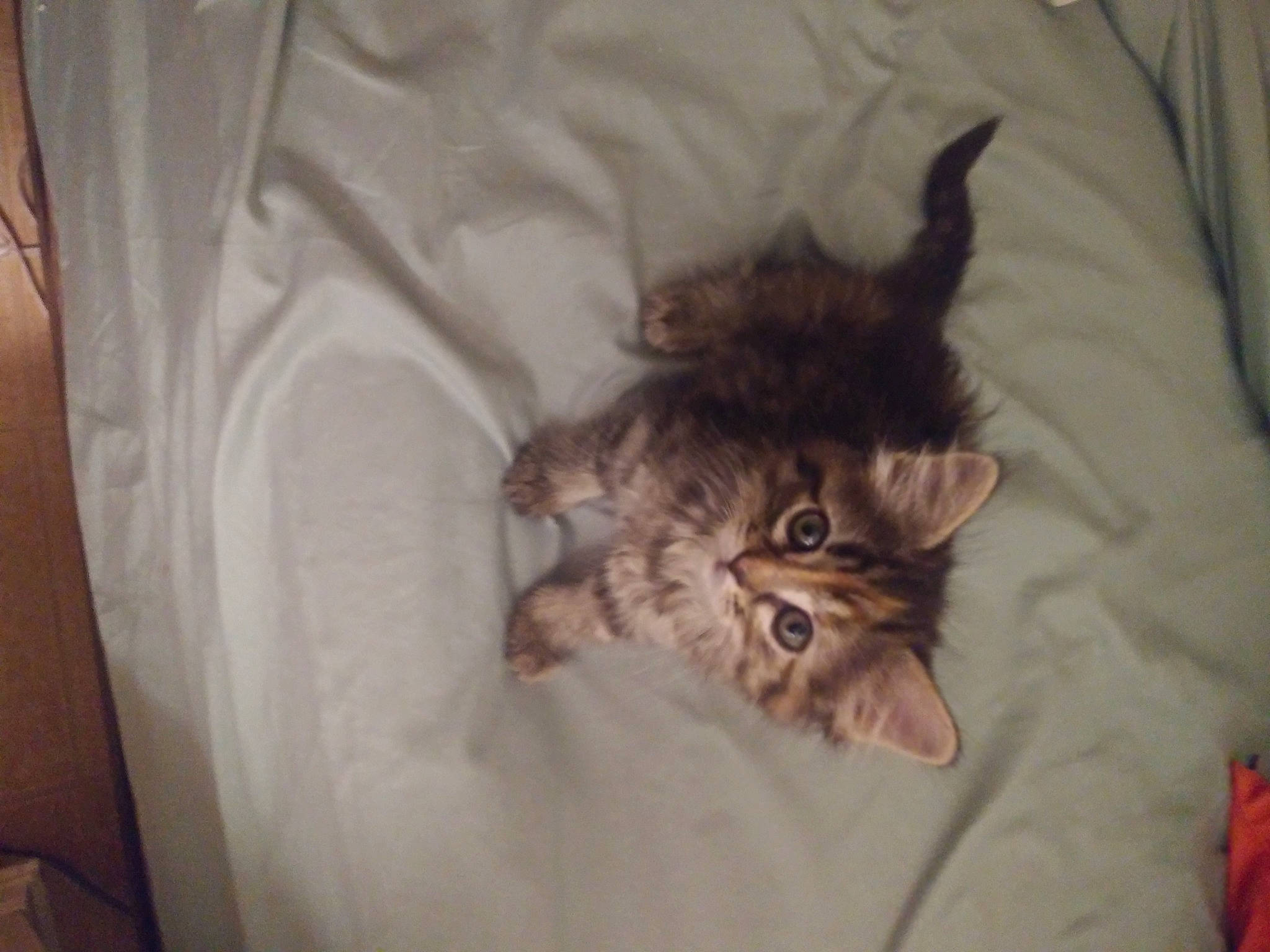 Sadie joined the competition — help win amazing prizes! american_shorthair, asian, california_spangled, carnivore, cat, domestic_short_haired_cat, dragon_li, egyptian_mau, european_shorthair, felidae, fur, kitten, maine_coon, norwegian_forest_cat, pixie_bob, siberian, small_to_medium_sized_cats, tabby_cat, toyger, whiskers