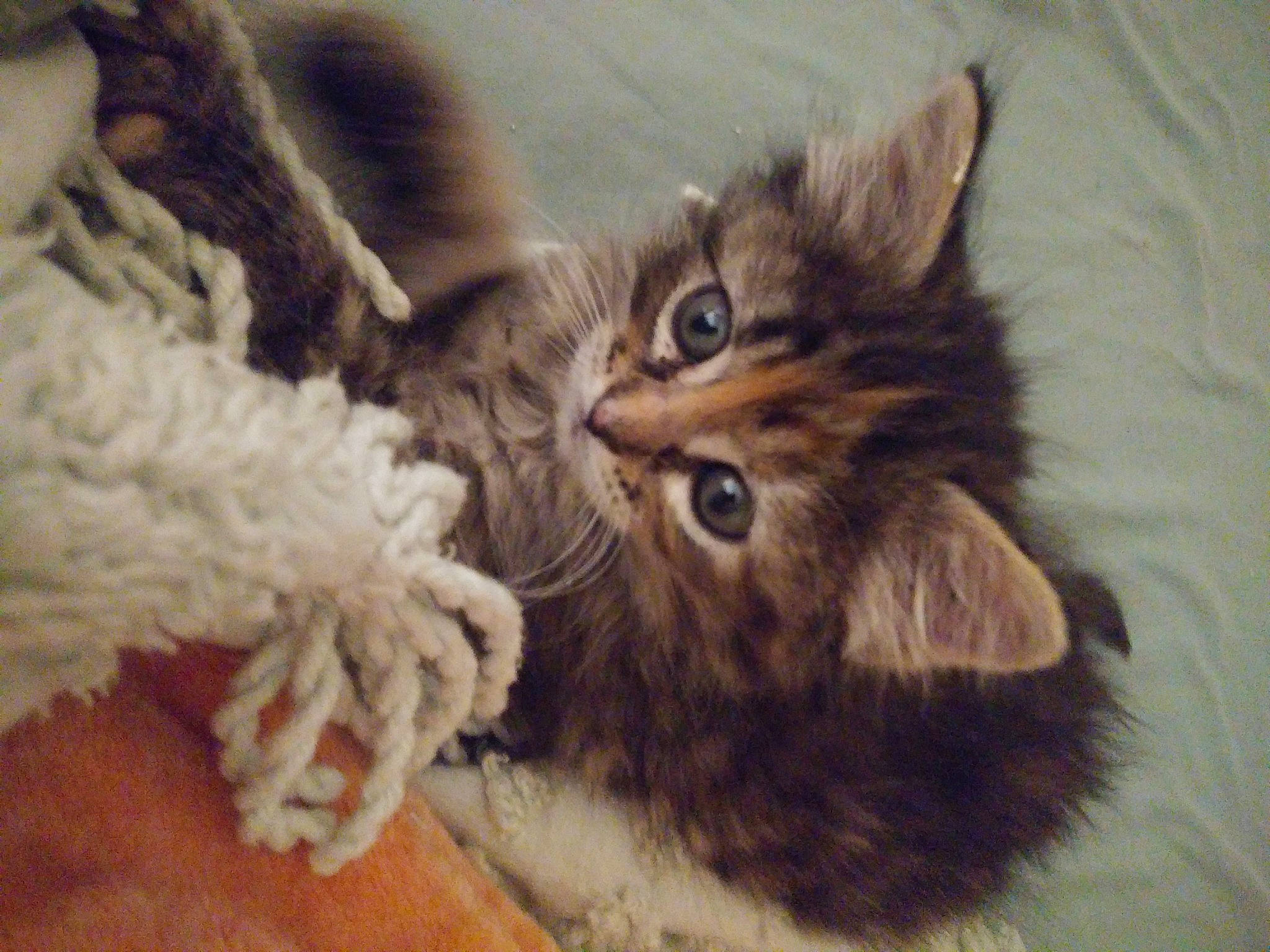 Sadie is registered to the contest to win money with this photo: american_curl, british_semi_longhair, carnivore, cat, claw, domestic_long_haired_cat, felidae, fur, kitten, maine_coon, norwegian_forest_cat, paw, pixie_bob, polydactyl_cat, siberian, small_to_medium_sized_cats, somali, tabby_cat, textile, whiskers