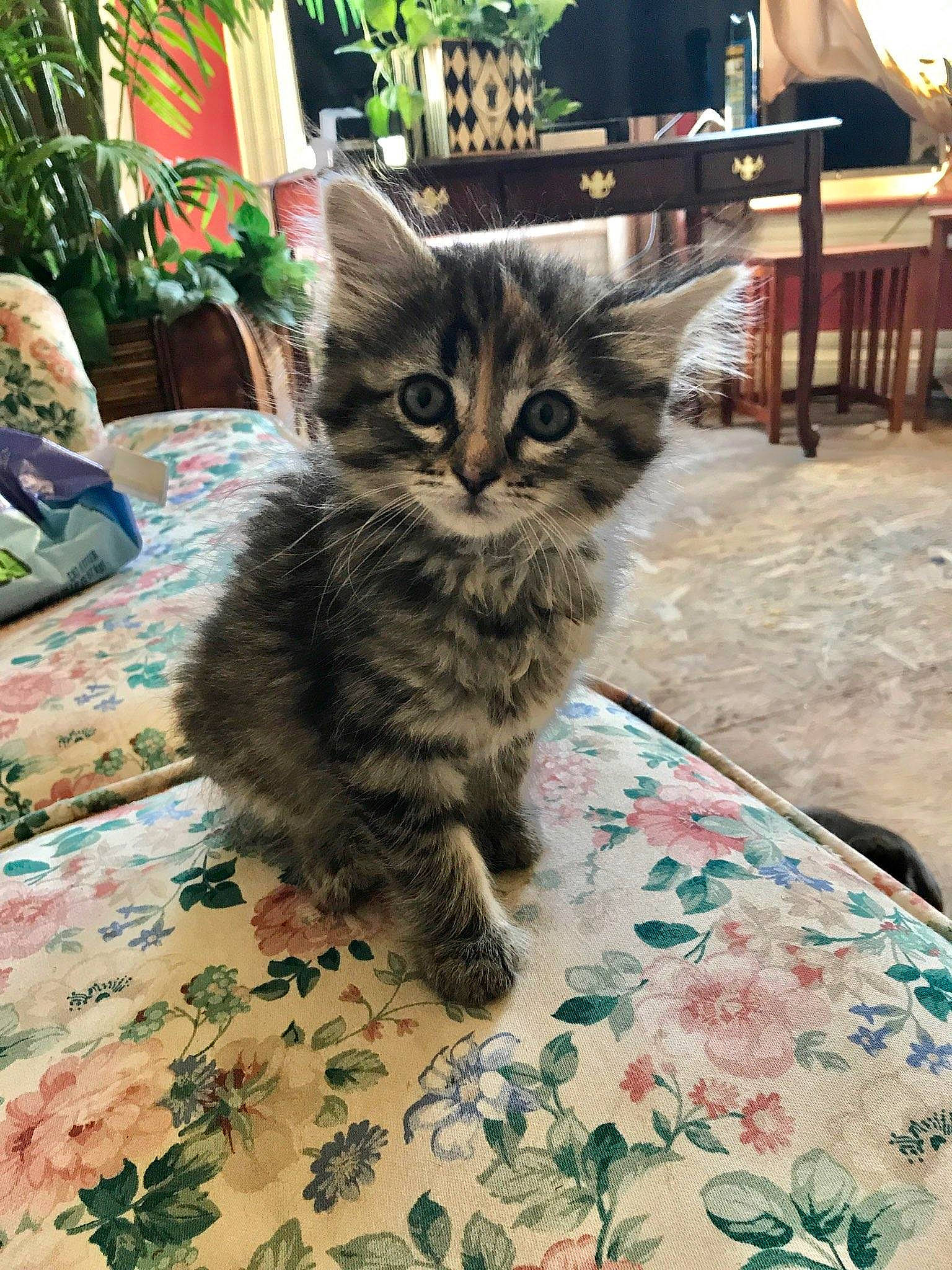 Sadie joined the competition — help win amazing prizes! asian, asian_semi_longhair, carnivore, cat, cymric, domestic_long_haired_cat, domestic_short_haired_cat, european_shorthair, felidae, kitten, maine_coon, mammal, norwegian_forest_cat, pixie_bob, siberian, small_to_medium_sized_cats, tabby_cat, vertebrate, whiskers, wild_cat