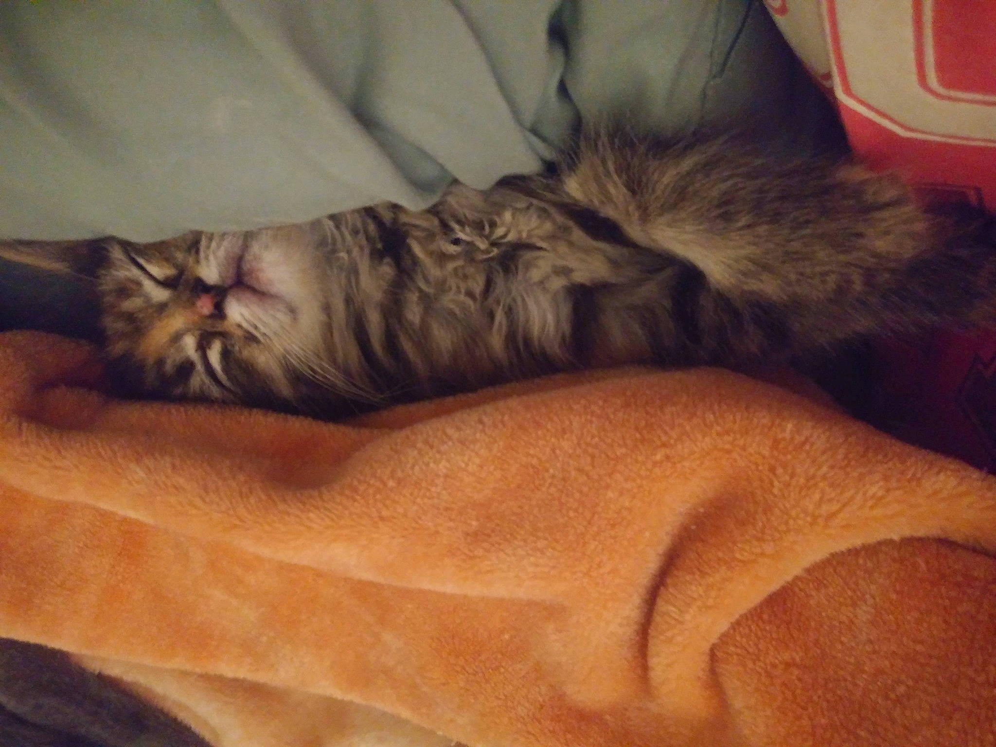 Sadie is registered to the contest to win money with this photo: asian, carnivore, cat, domestic_long_haired_cat, domestic_short_haired_cat, dragon_li, european_shorthair, fawn, felidae, fur, kitten, nap, norwegian_forest_cat, paw, pixie_bob, sleep, small_to_medium_sized_cats, tabby_cat, tail, whiskers