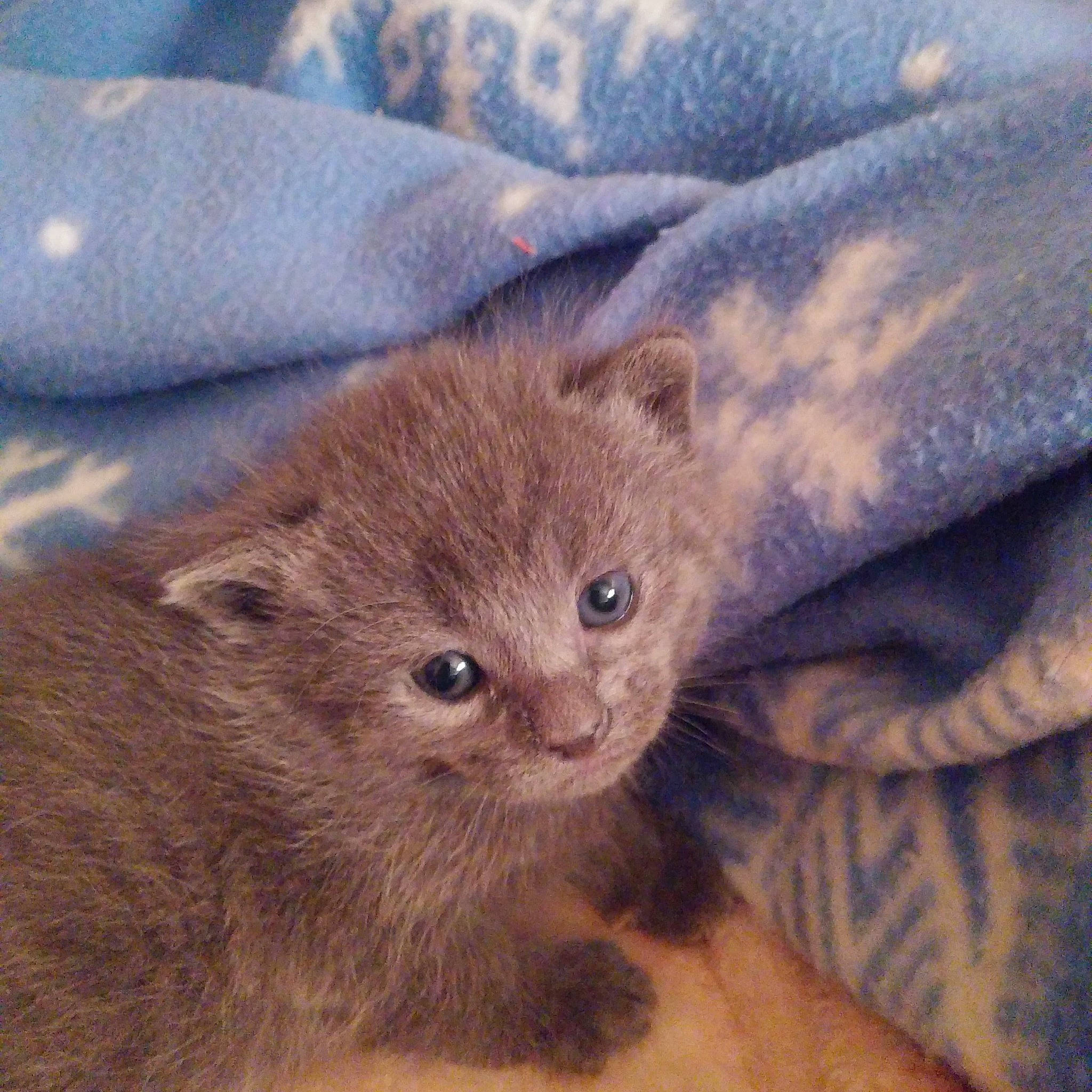 Betty Boo is registered to the contest to win money with this photo: british_shorthair, burmese, carnivore, cat, chartreux, domestic_short_haired_cat, fawn, felidae, german_rex, kitten, mammal, nebelung, russian_blue, skin, small_to_medium_sized_cats, vertebrate, whiskers