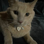 Clementine is registered to the contest to win money with this photo: cat, pet, collar, charm, beige, feline, closeup, indoor, paw, whiskers, fur, animal, cute, resting, soft, texture, dark_background, domestic_cat, jewelry, blur