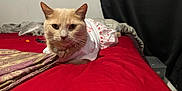 Clementine joined the competition — help win amazing prizes! cat, bed, blanket, red_bedspread, clothing, indoor, pet, feline, resting, collar, jewelry, curious, animal, cute, fur, ears, whiskers, mammal, domestic_animal, portrait
