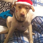 Bella is registered to the contest to win money with this photo: dog, santa_hat, bed, plaid, blanket, indoor, pet, animal, holiday, christmas, canine, fur, collar, resting, mammal, cute, domestic_animal, sleeping_area, fabric, relaxed