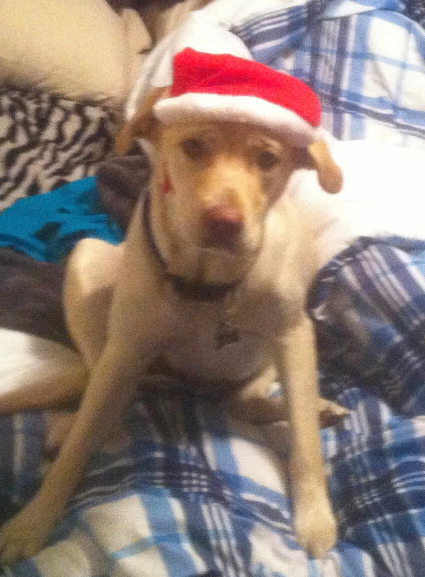 Bella is registered to the contest to win money with this photo: dog, santa_hat, bed, plaid, blanket, indoor, pet, animal, holiday, christmas, canine, fur, collar, resting, mammal, cute, domestic_animal, sleeping_area, fabric, relaxed