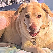 Bella is registered to the contest to win money with this photo: animal, bed, canine, collar, curtain, cute, dog, domestic, friendly, fur, indoor, labrador, light, mouth, pet, portrait, relaxed, resting, smiling, treat