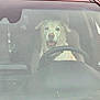 Bella is registered to the contest to win money with this photo: animal, canine, car, collar, dashboard, dog, domestic_animal, front_seat, happy, inside, labrador, pet, portrait, seat, smiling, steering_wheel, transport, vehicle, window, windshield