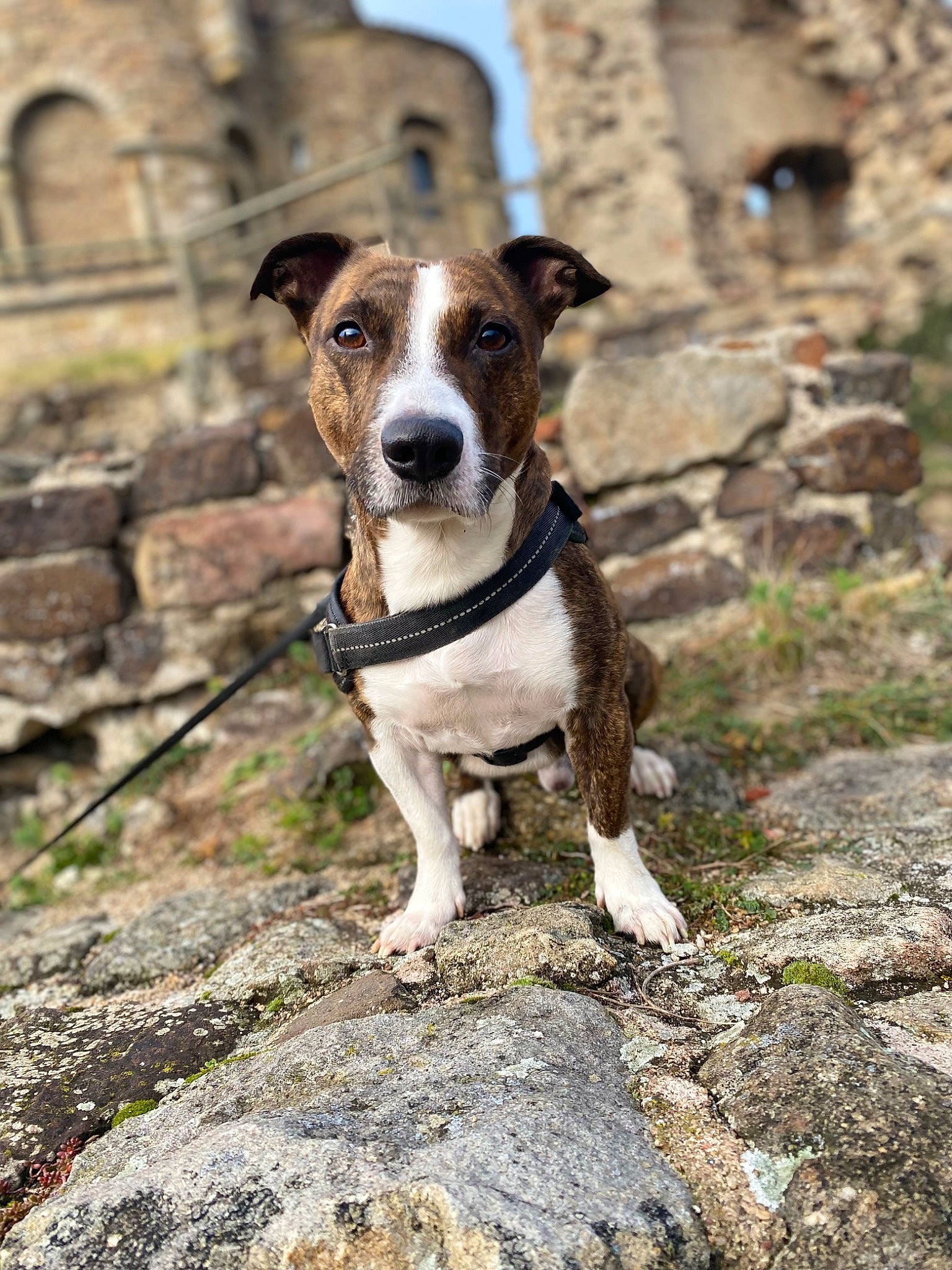 Odyn a rejoint le concours — aidez-le/la à gagner de superbes lots ! adventure, bedrock, canidae, carnivore, collar, companion_dog, dog, dog_breed, dog_collar, fawn, leash, plant, rock, sky, snout, sporting_group, terrier, walking, working_animal, working_terrier