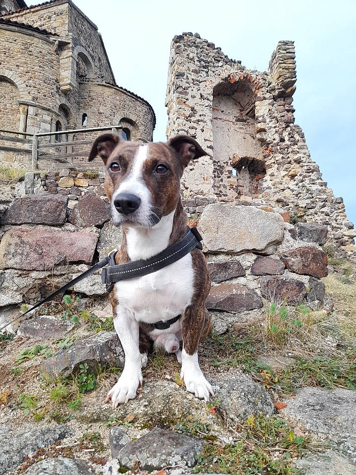 Odyn a rejoint le concours — aidez-le/la à gagner de superbes lots ! adventure, bedrock, brick, building, canidae, carnivore, collar, companion_dog, dog, dog_breed, dog_collar, fawn, landscape, leash, plant, rock, sky, snout, sporting_group, working_animal