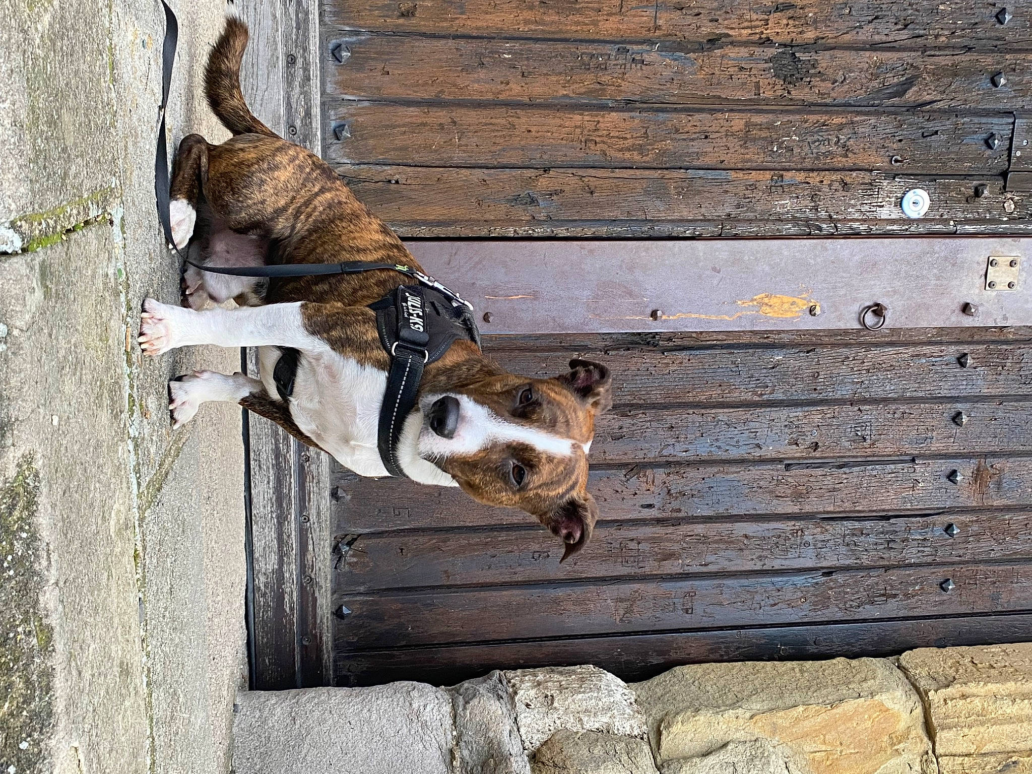 Odyn participe au concours pour gagner de l'argent avec cette photo : brick, brickwork, brown, carnivore, collar, companion_dog, dog, dog_breed, fawn, felidae, hardwood, leash, line, pet_supply, snout, sporting_group, tail, wall, wood, wood_stain