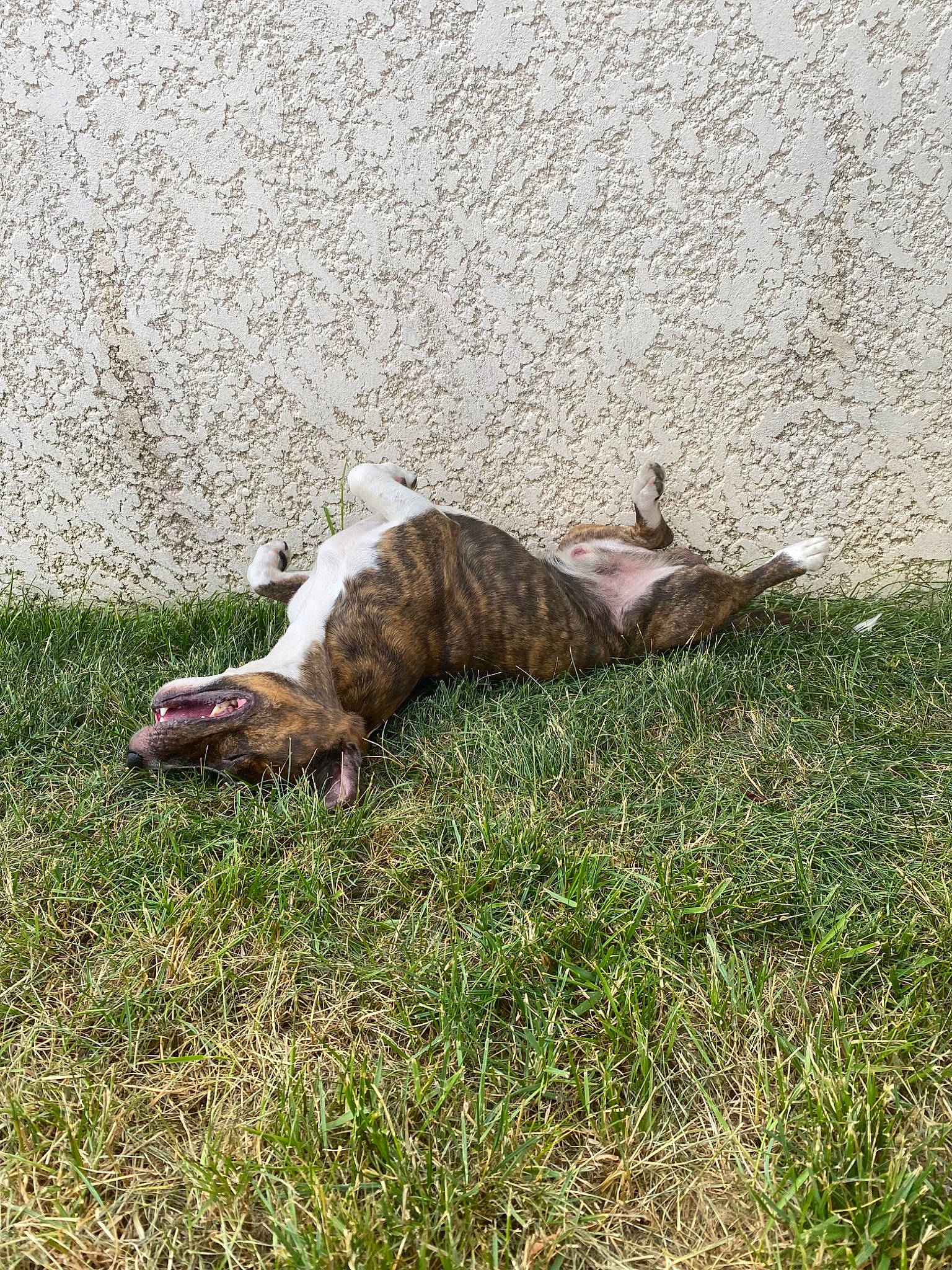 Odyn participe au concours pour gagner de l'argent avec cette photo : canidae, carnivore, cat, claw, dog_breed, domestic_short_haired_cat, fawn, felidae, fur, grass, grassland, groundcover, pasture, small_to_medium_sized_cats, sporting_group, tail, terrestrial_animal, whiskers, wildlife, wood