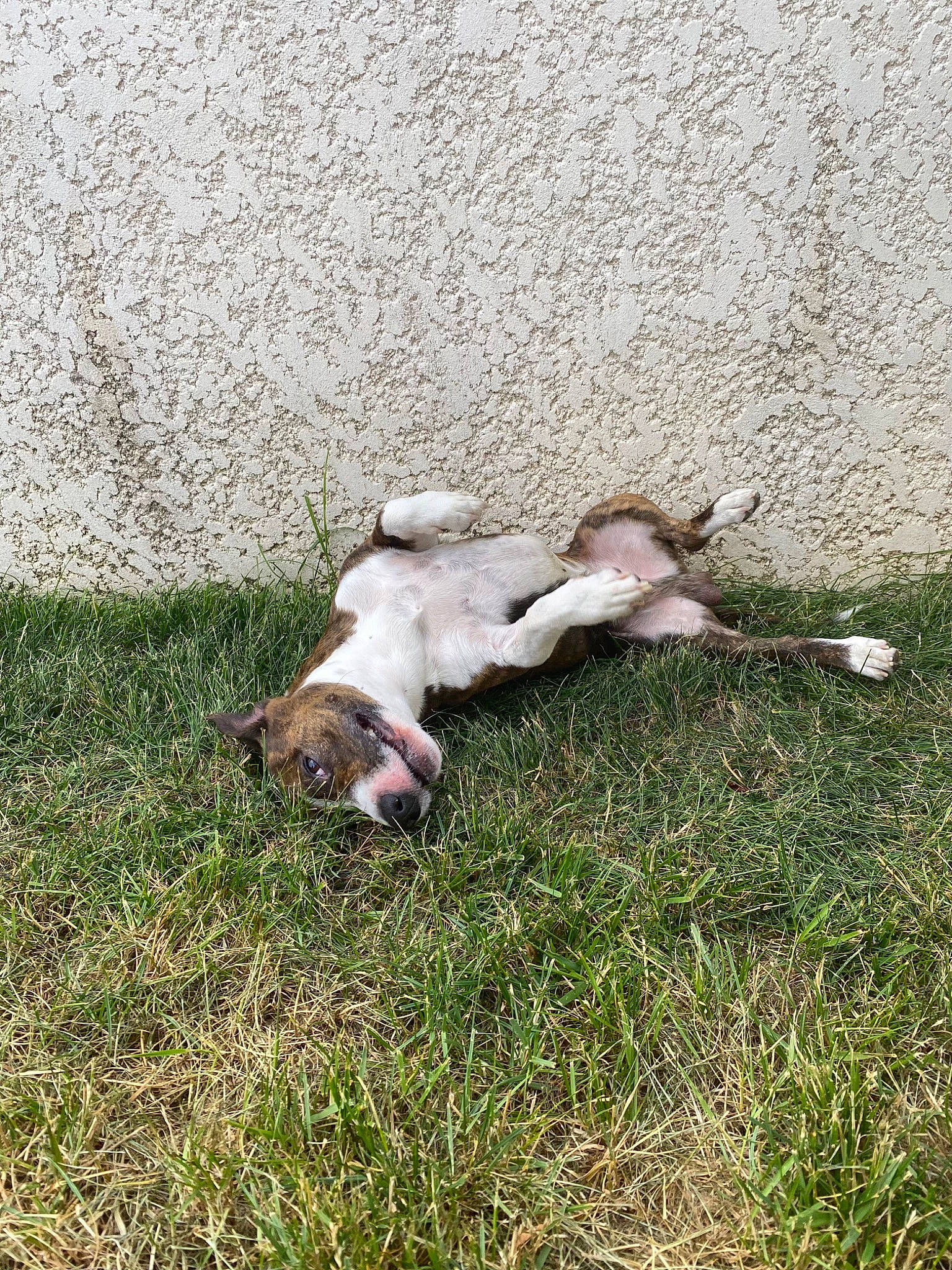 Odyn a rejoint le concours — aidez-le/la à gagner de superbes lots ! carnivore, companion_dog, dog, dog_breed, grass, groundcover, tail, terrestrial_animal