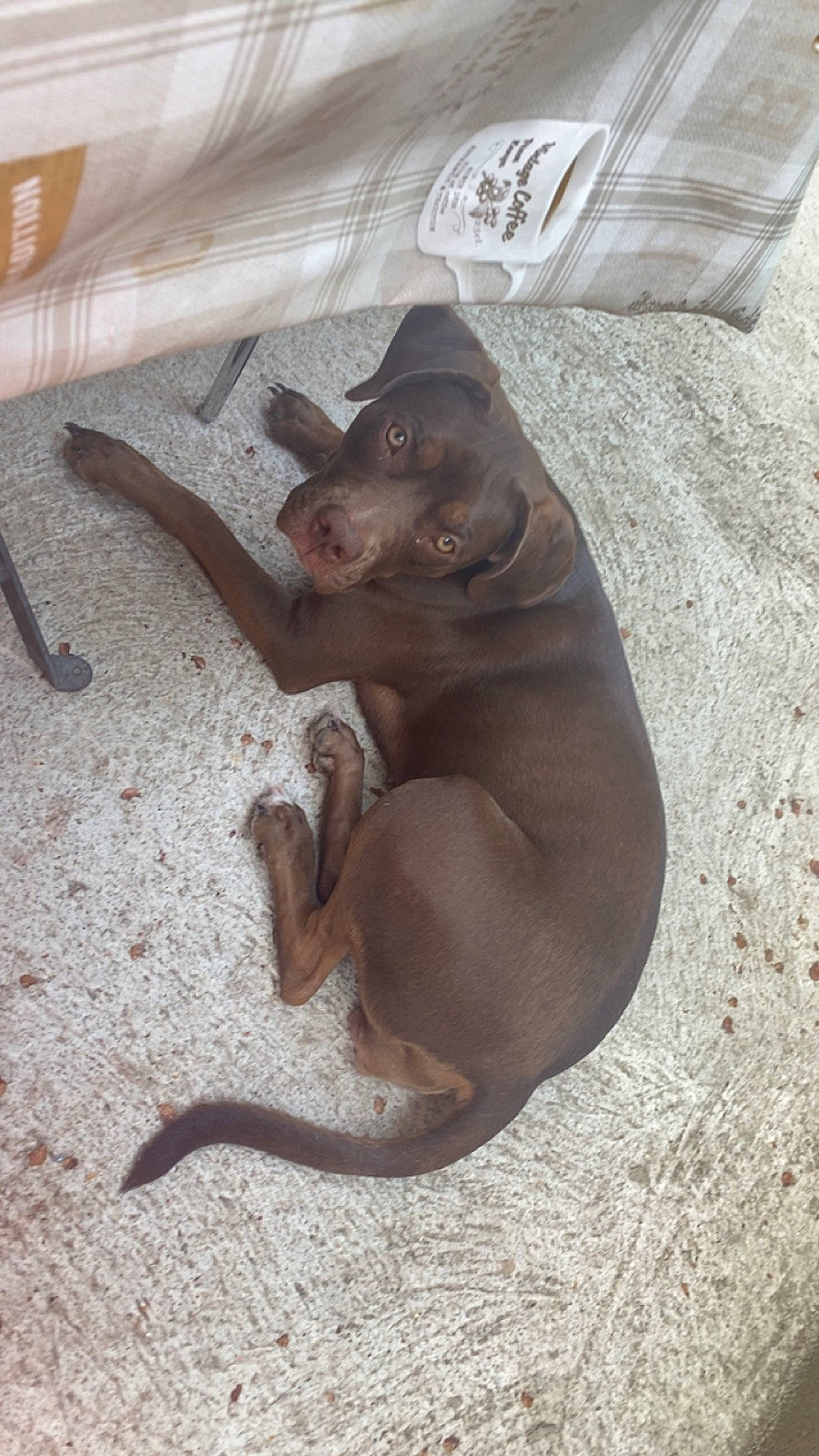 Talia participe au concours pour gagner de l'argent avec cette photo : brown, canidae, carnivore, comfort, companion_dog, dog, dog_breed, fawn, flooring, foot, liver, non_sporting_group, paw, snout, sporting_group, tail, terrestrial_animal, whiskers, wood, working_animal