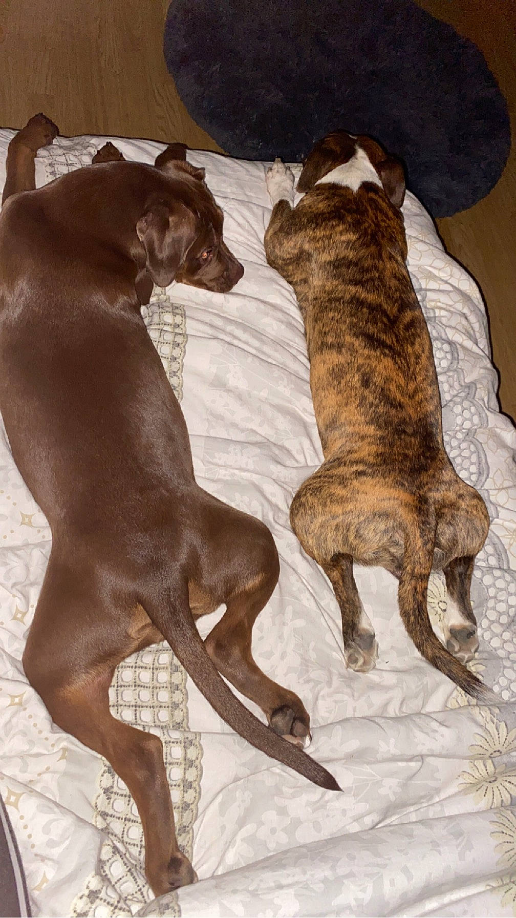 Talia participe au concours pour gagner de l'argent avec cette photo : art, canidae, carnivore, comfort, companion_dog, dog, dog_breed, dog_supply, fawn, liver, magyar_agar, non_sporting_group, painting, rampur_greyhound, sighthound, sporting_group, tail, terrestrial_animal, treeing_tennessee_brindle, working_animal