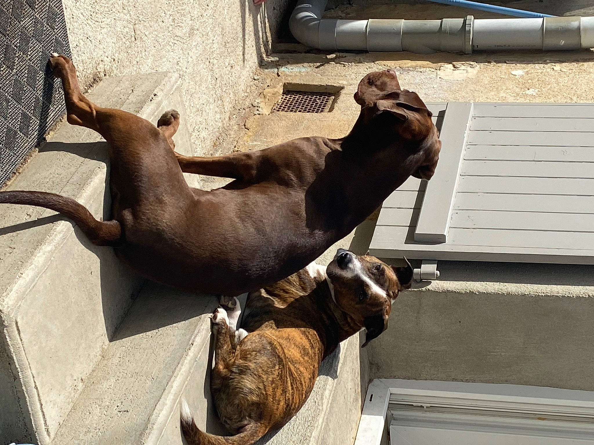 Talia a rejoint le concours — aidez-le/la à gagner de superbes lots ! air_gun, art, canidae, carnivore, comfort, companion_dog, dog, dog_breed, fawn, liver, metal, pet_supply, snout, sporting_group, tail, terrestrial_animal, wood, working_animal