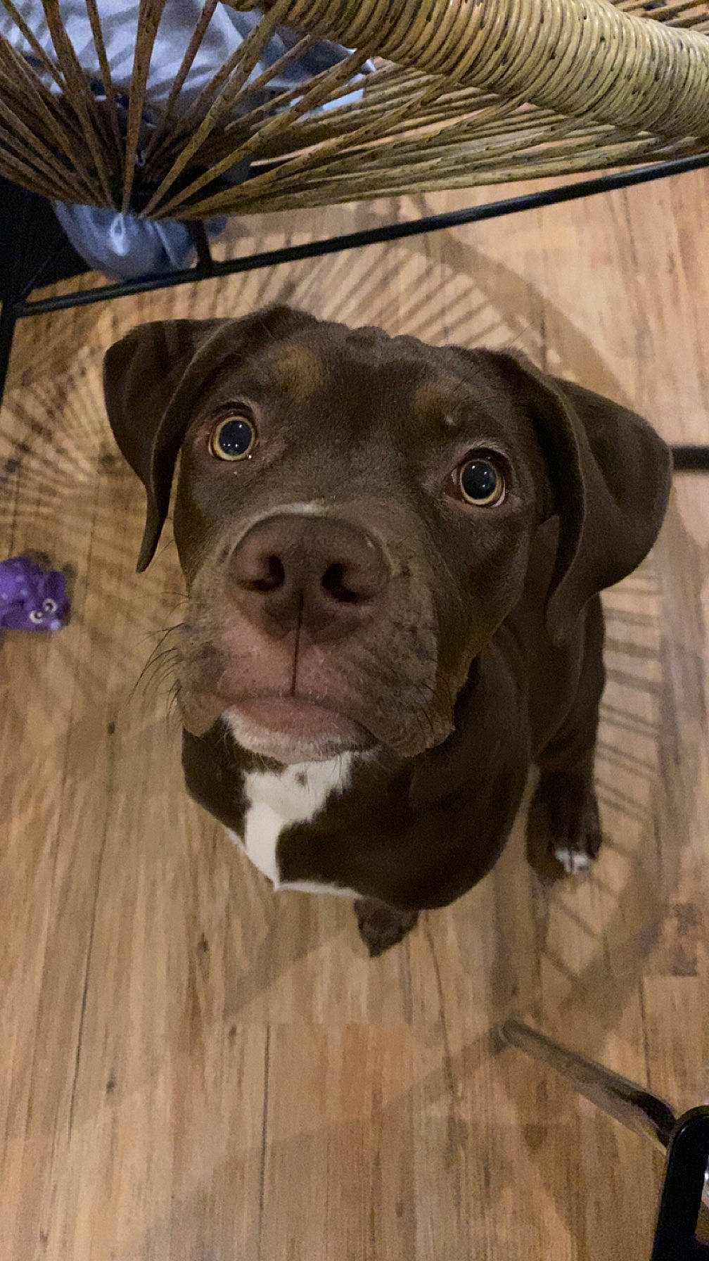 Talia participe au concours pour gagner de l'argent avec cette photo : borador, canidae, carnivore, collar, companion_dog, dog, dog_breed, dog_collar, fawn, flooring, fur, guard_dog, gun_dog, hardwood, liver, snout, sporting_group, whiskers, wood, working_animal