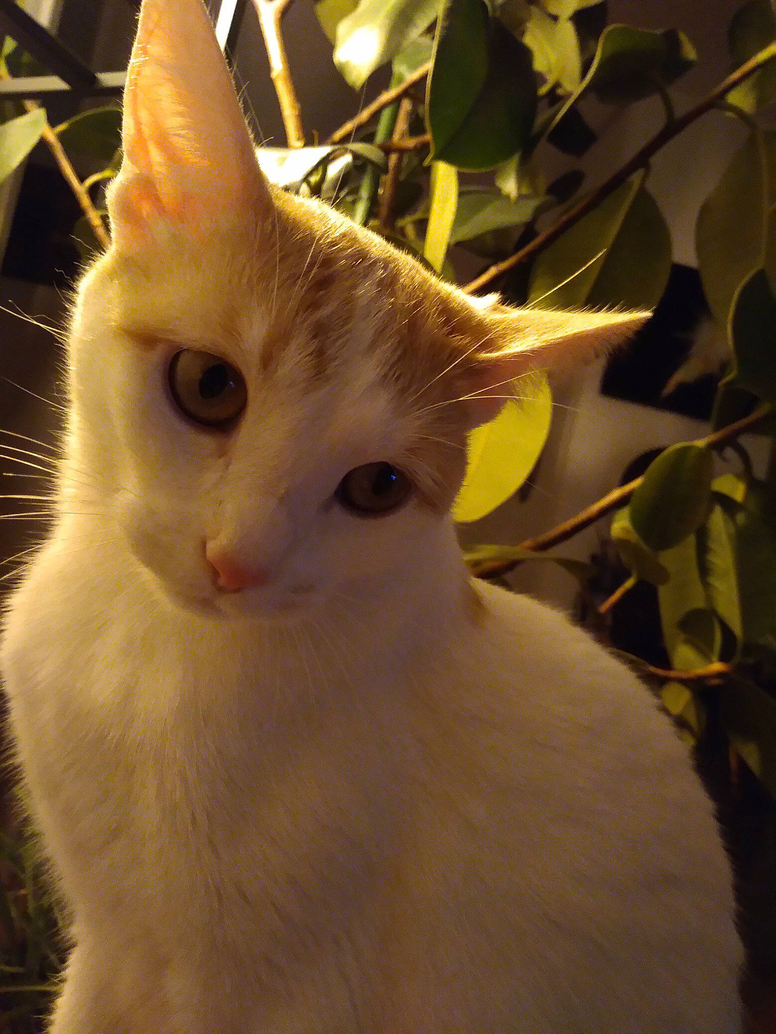 Little a rejoint le concours — aidez-le/la à gagner de superbes lots ! aegean_cat, carnivore, cat, colorpoint_shorthair, eye, felidae, fur, german_rex, javanese, khao_manee, mammal, small_to_medium_sized_cats, turkish_angora, turkish_van, whiskers