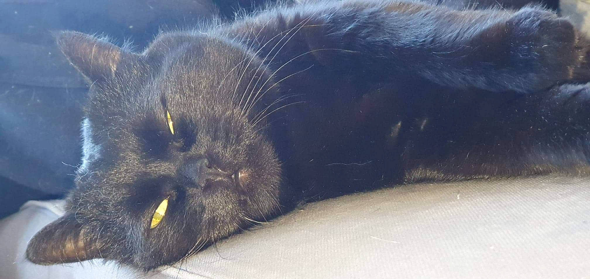 Titi a rejoint le concours — aidez-le/la à gagner de superbes lots ! black_cat, carnivore, cat, eye, felidae, fur, nebelung, small_to_medium_sized_cats, snout, whiskers