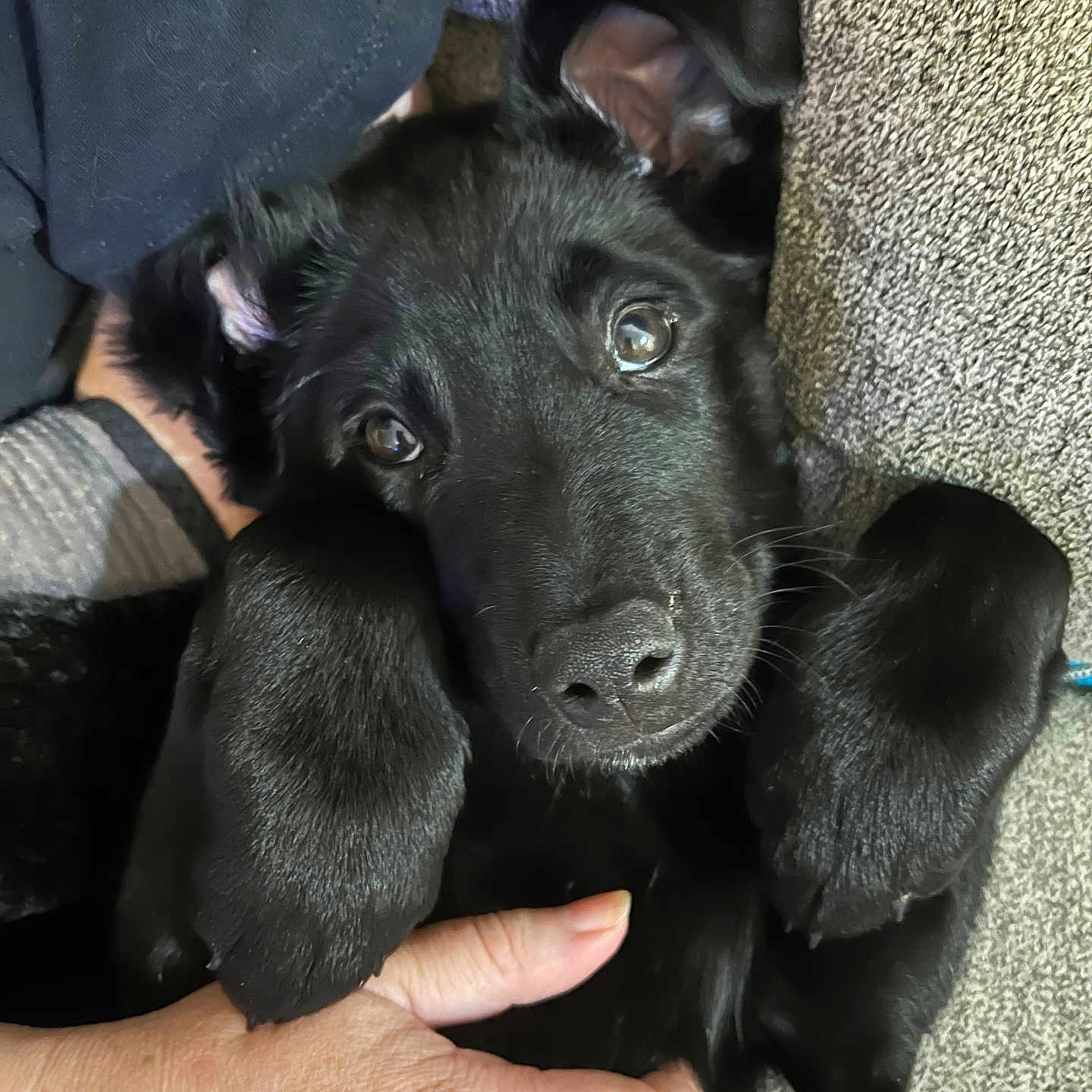 Cosmo joined the competition — help win amazing prizes! adorable, animal, black_puppy, canine, close_up, cozy, cute, dog, domestic_animal, friendly, fur, hand, indoor, looking_up, paw, pet, portrait, snout, texture, young_dog