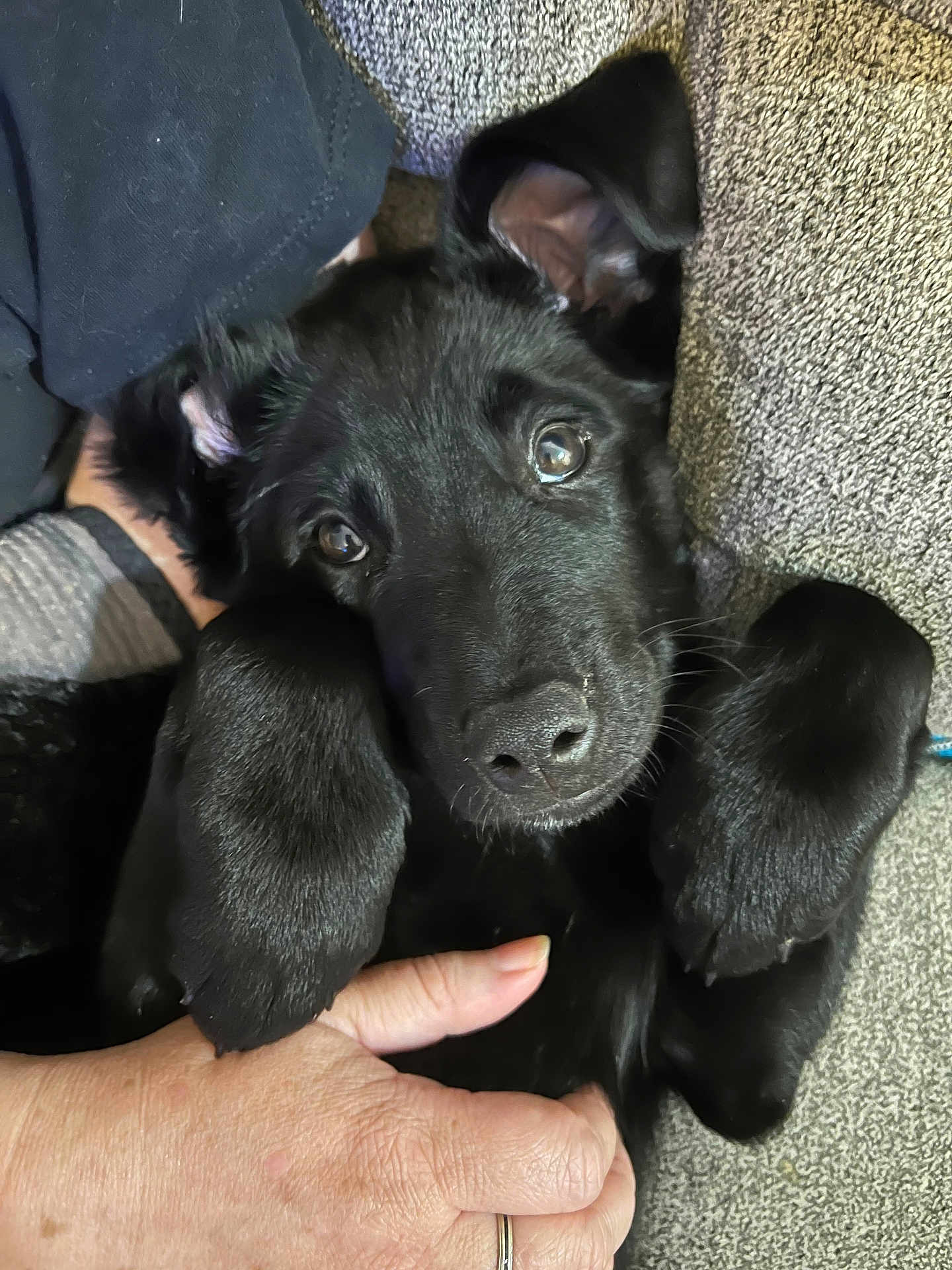 Cosmo joined the competition — help win amazing prizes! black_puppy, dog, pet, close_up, paw, hand, cute, animal, fur, indoor, cozy, texture, looking_up, adorable, portrait, young_dog, domestic_animal, friendly, canine, snout