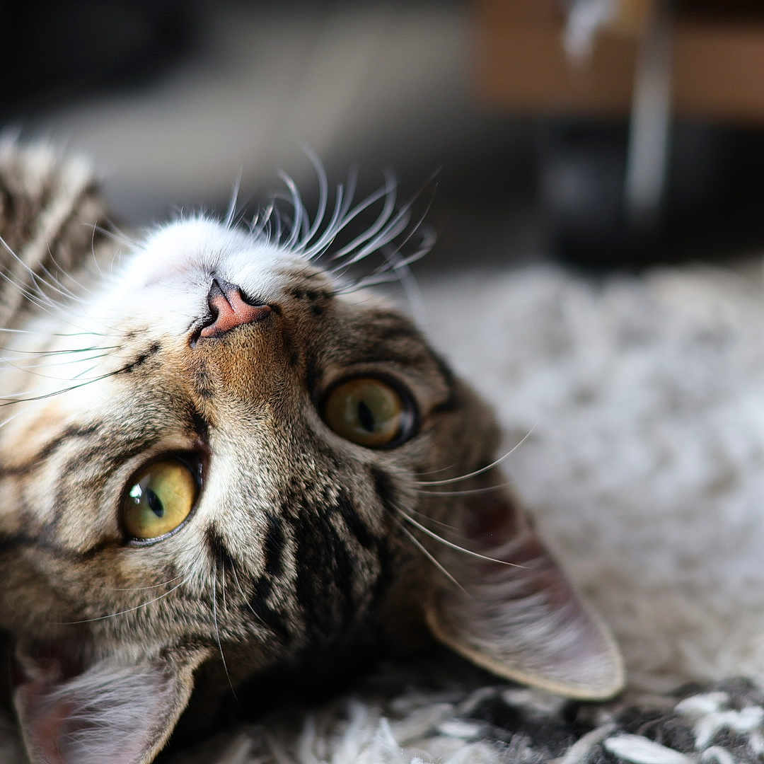 Simba participe au concours pour gagner de l'argent avec cette photo : animal, background_blur, cat, close_up, cozy, curious, cute, domestic_cat, face, feline, fur, green_eyes, indoor, lying_down, pet, portrait, relaxed, soft_focus, tabby, whiskers