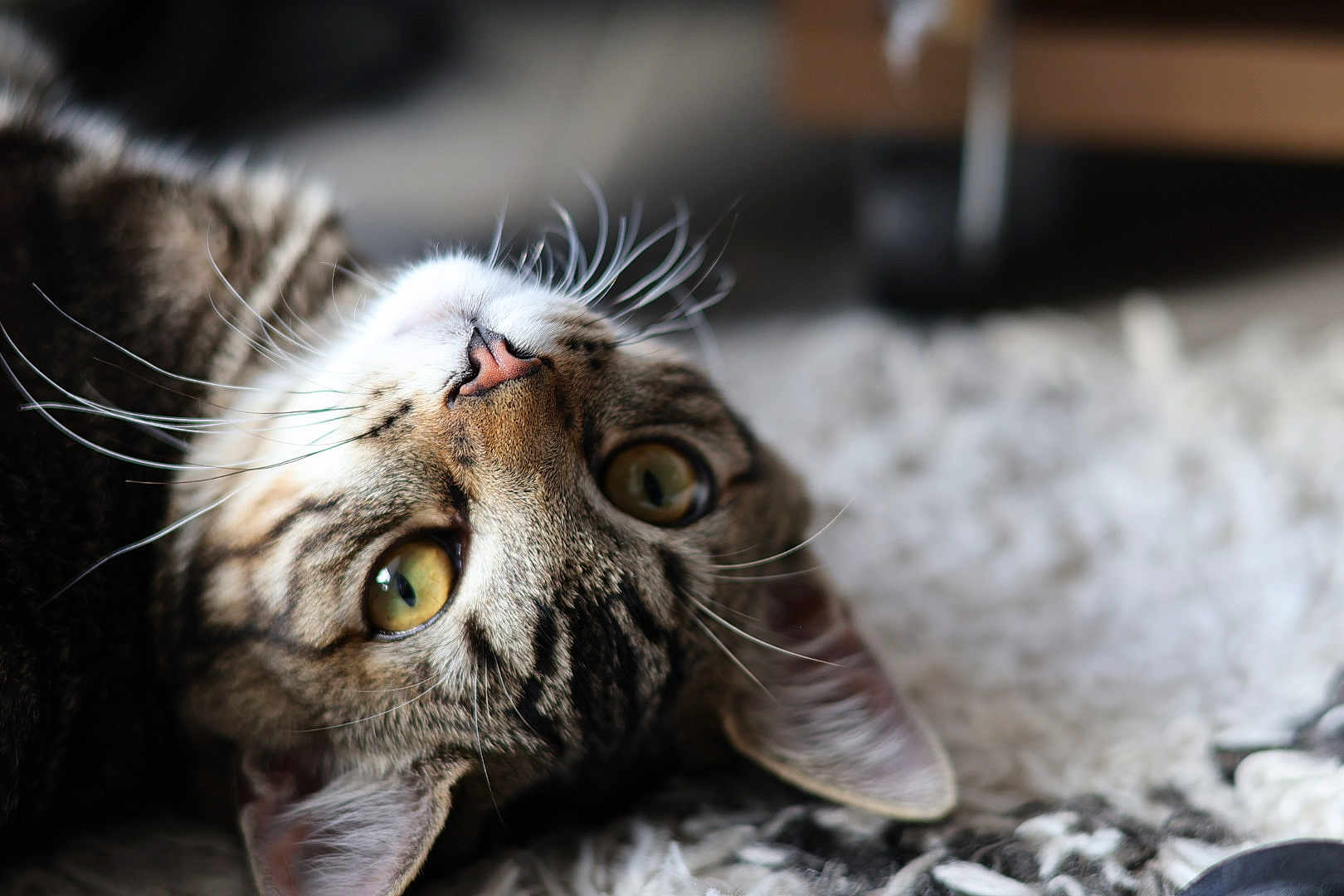 Simba
