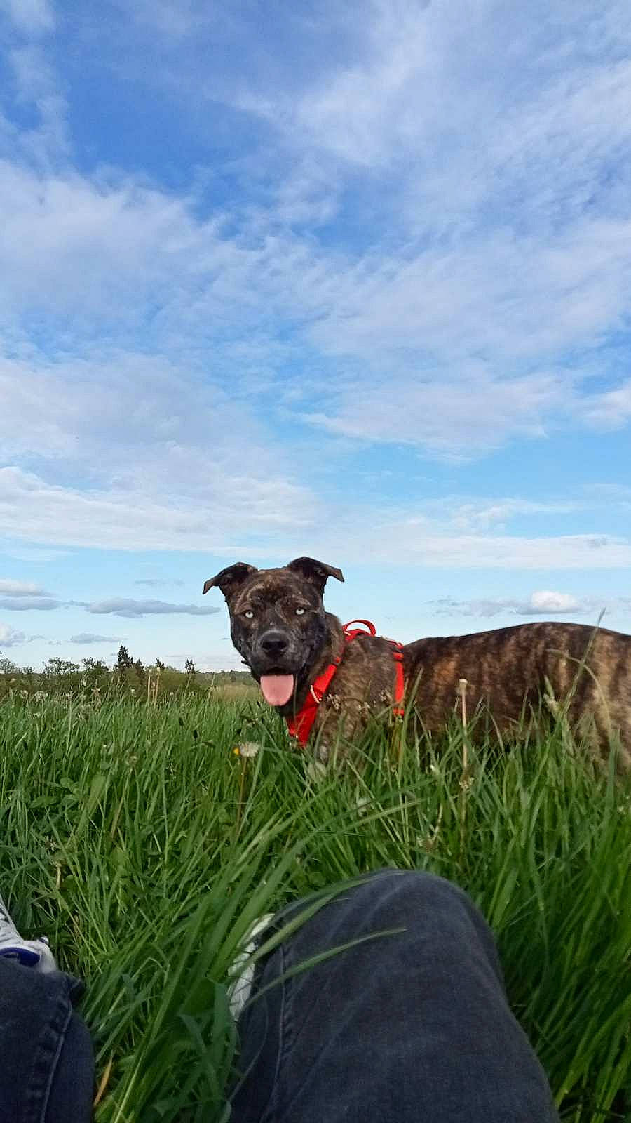 Shelby a rejoint le concours — aidez-le/la à gagner de superbes lots ! agriculture, carnivore, cloud, collar, dog, dog_breed, dog_collar, fawn, field, grass, grassland, hill, horizon, landscape, meadow, pasture, plant, prairie, sky, working_animal