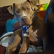 Blue joined the competition — help win amazing prizes! dog, pet, indoor, couch, sofa, lamp, collar, tag, blanket, curious, portrait, close_up, gray_coat, white_marking, sitting, eyes, nose, paws, living_room, furniture