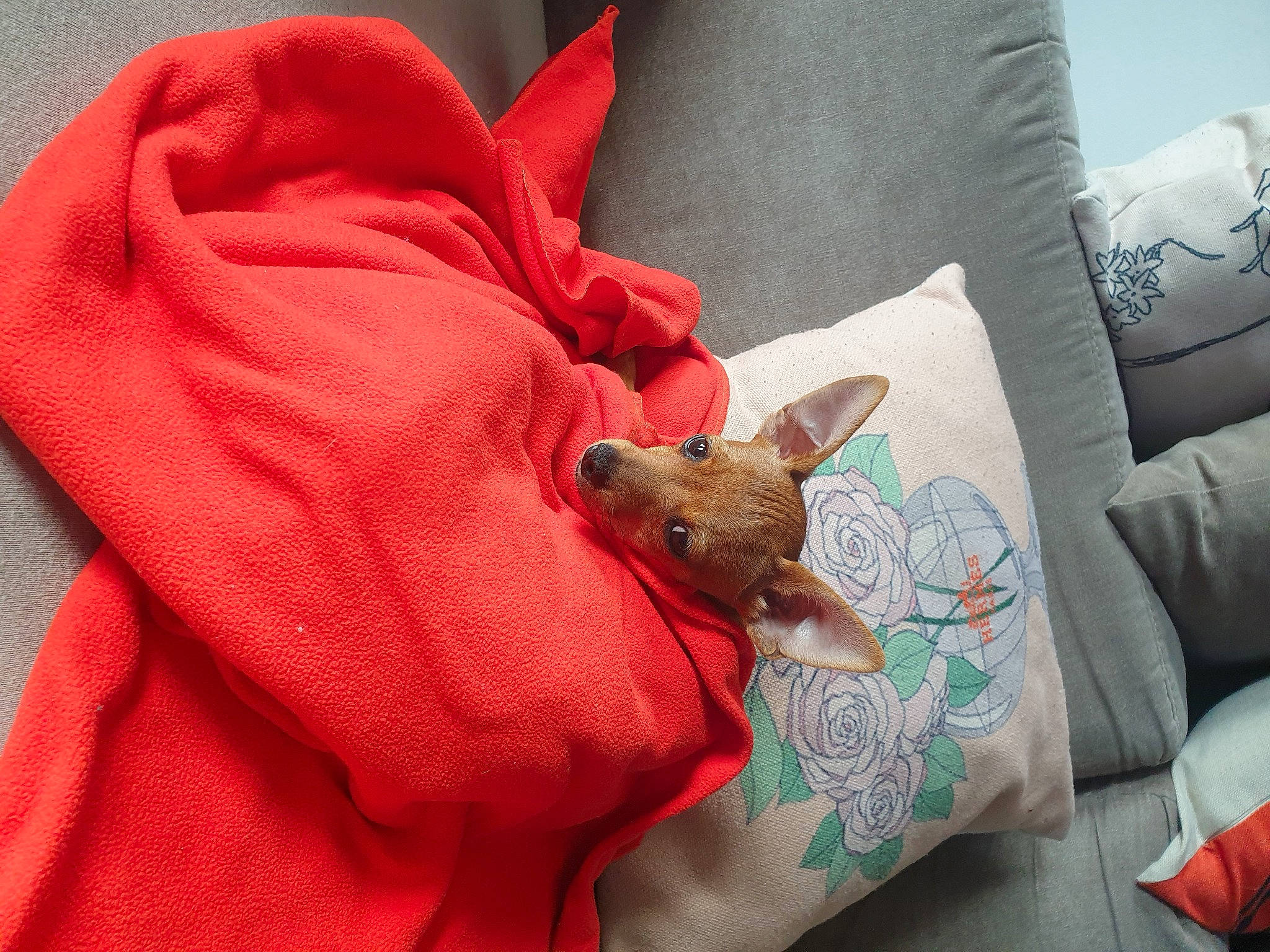 Tabasco a rejoint le concours — aidez-le/la à gagner de superbes lots ! canidae, carnivore, dog_breed, fawn